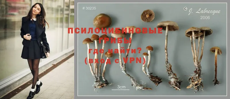 Псилоцибиновые грибы Magic Shrooms  Кимры 